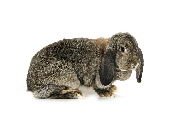French Lop Rabbit ( agouti )