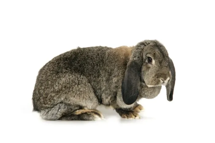 Framed Print : French Lop Rabbit ( agouti ) Framed Print : French Lop Rabbit ( agouti )