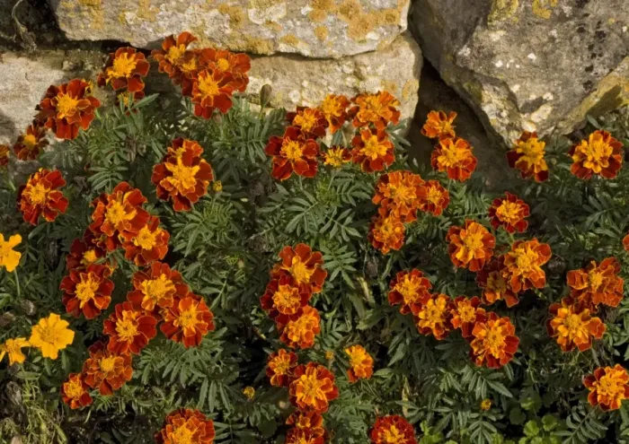 Framed Print : French marigolds, by dry stone wall Framed Print : French marigolds, by dry stone wall