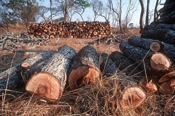 Freshly felled trees inmiombo woodland awaiting charcoal burning in forest reserve near Lusaka Zambia