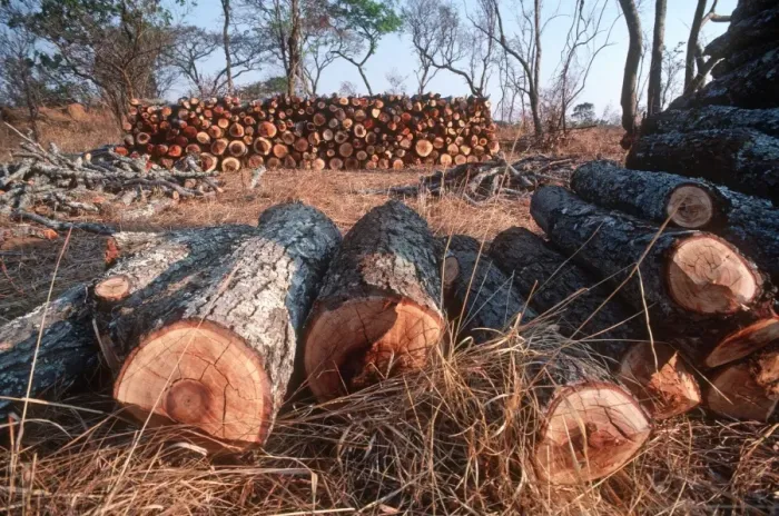 Framed Print : Freshly felled trees inmiombo woodland awaiting charcoal burning in forest reserve near Lusaka Zambia
