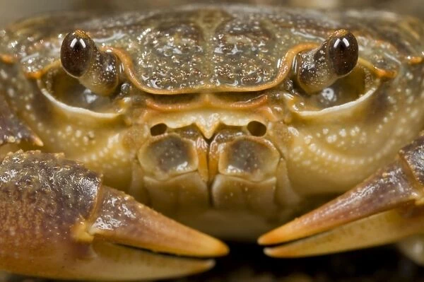 Freshwater Crab - head close up - Italy