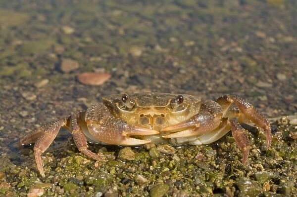 Freshwater Crab - Italy