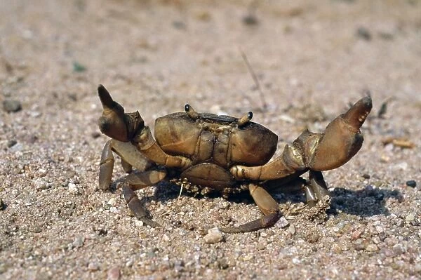 Freshwater Crab - on sand - Panna National Park - India