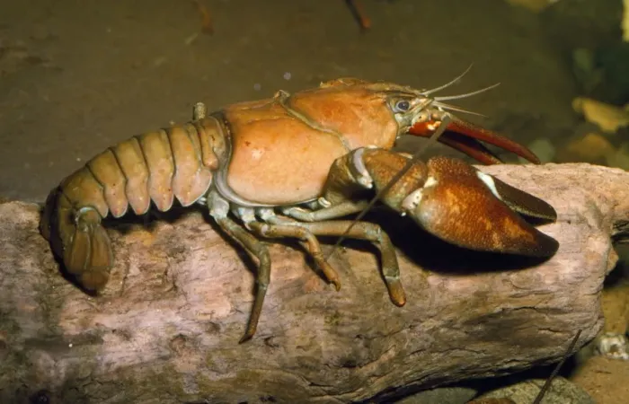 Framed Print : Freshwater Crayfish Framed Print : Freshwater Crayfish