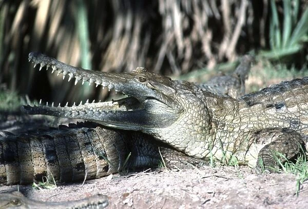 Freshwater  /  Johnston Crocodile - mouth open AU-1093