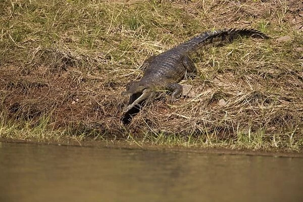 Freshwater  /  Johnston Crocodile - A wild animal on the shores of Lake Argyle, in the far northeast of Western Australia
