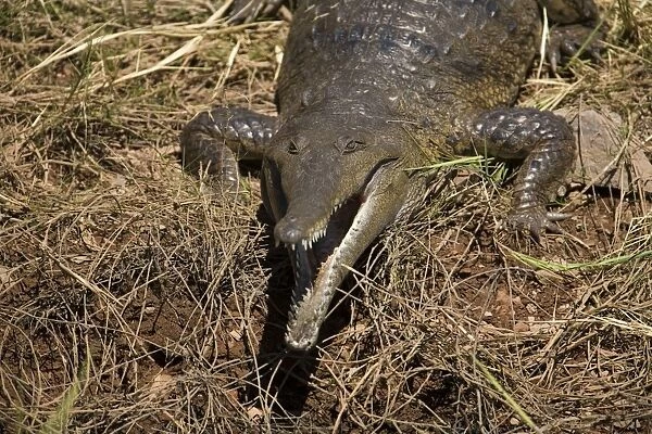 Freshwater  /  Johnston Crocodile - A wild animal on the shores of Lake Argyle
