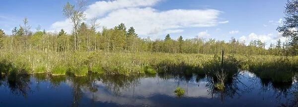 Freshwater Marsh in White Memorial Preserve. Litchfield CT USA - May