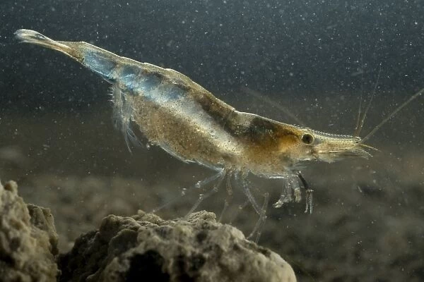Freshwater Shrimp - female underwater