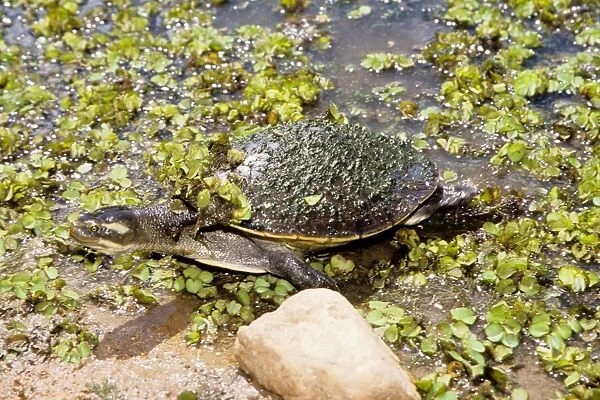 Freshwater turtle (probably Emydura sp). Bilabong Sanctuary, Townsville, Queensland, Australia (captive specimen)