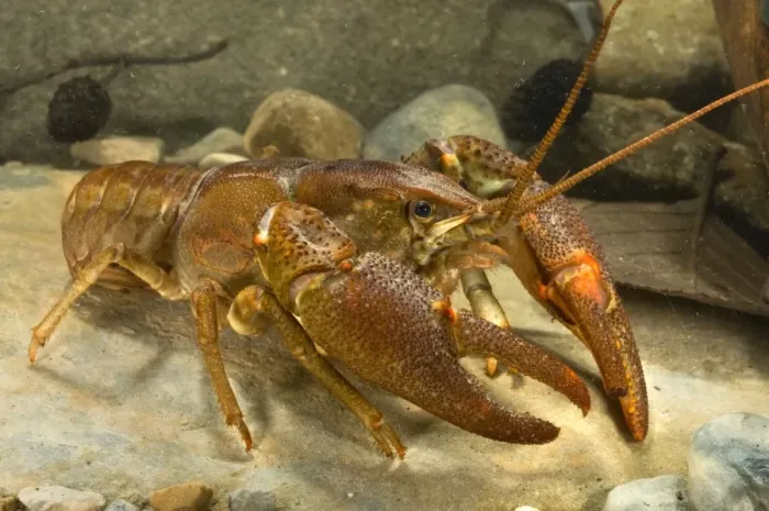 Framed Print : Freshwater White-clawed Crayfish - Tuscany - Italy Framed Print : Freshwater White-clawed Crayfish - Tuscany - Italy