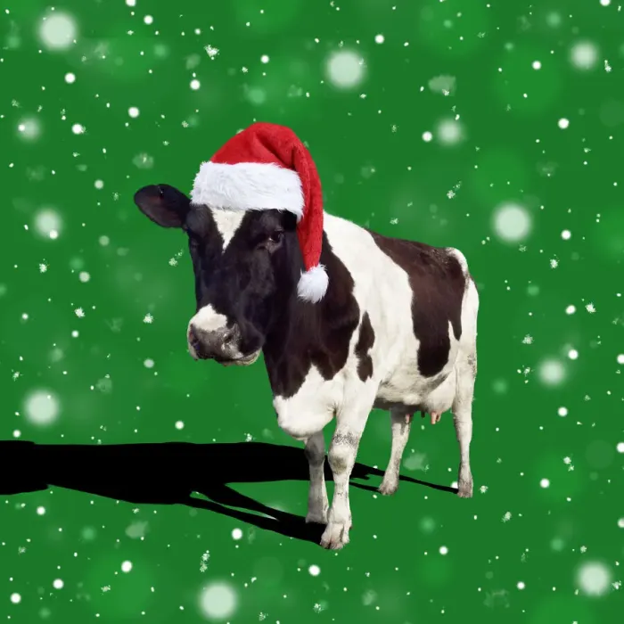 Framed Print : Fresian Cattle, cow wearing Birthday party hat Framed Print : Fresian Cattle, cow wearing Birthday party hat