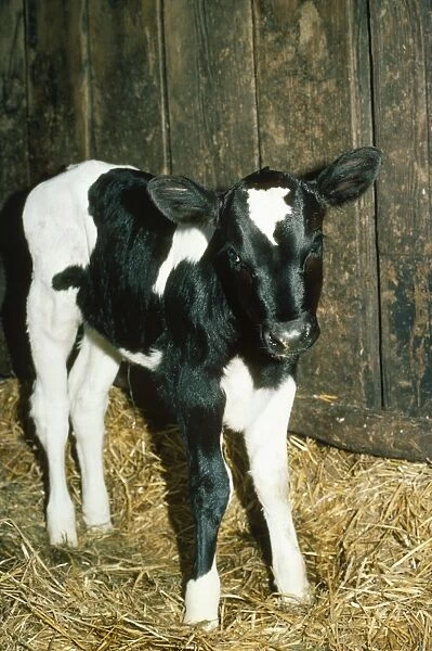 Friesian  /  Ayrshire Cattle - calf