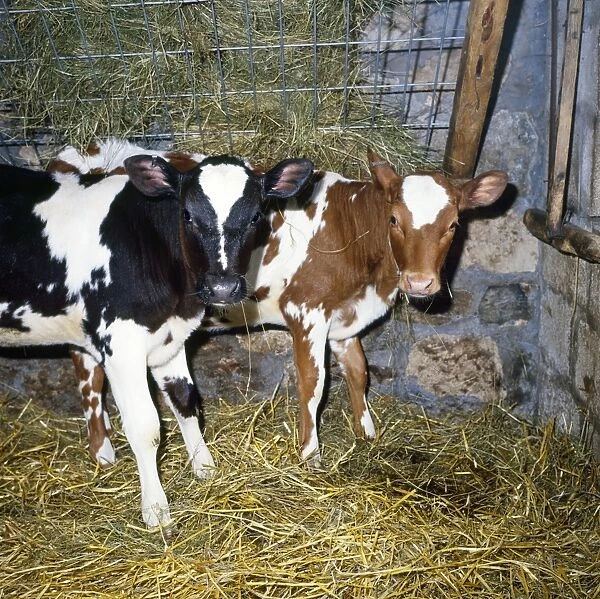 Friesian  /  Ayrshire Cattle - calves