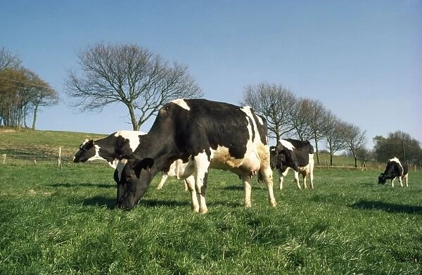 Friesian Cattle - grazing
