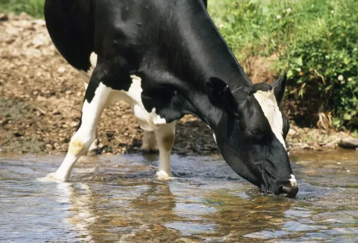 Framed Print : Friesian Cow - drinking from river Framed Print : Friesian Cow - drinking from river
