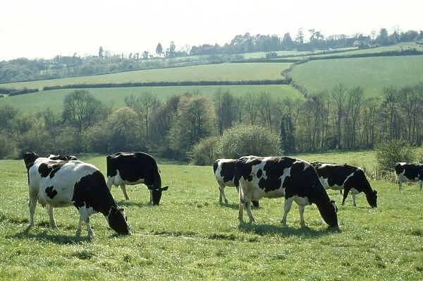 Friesian Cow - grazing