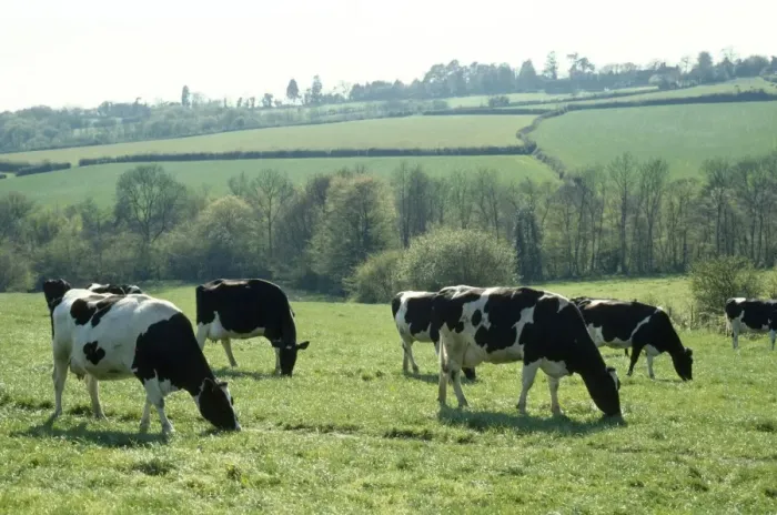 Framed Print : Friesian Cow - grazing Framed Print : Friesian Cow - grazing