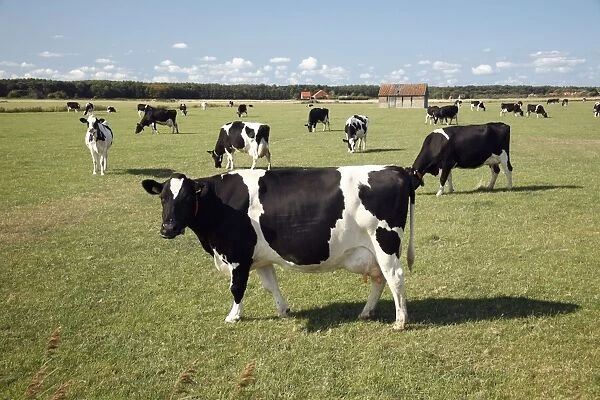 Friesian dairy cattle on meadow, Texel Island, Holland