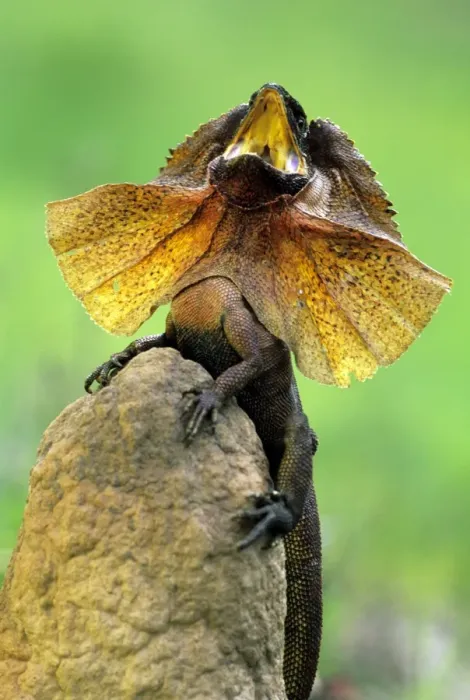 Framed Print : Frilled Lizard Framed Print : Frilled Lizard