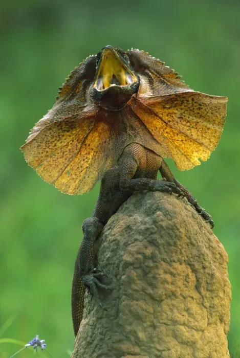 Framed Print : Frilled Lizard - Defensive display - Kakadu National Park (World Heritage Area) - Northern Territory - Australia JPF51061 Framed Print : Frilled Lizard - Defensive display - Kakadu National Park (World Heritage Area) - Northern Territory - Australia JPF51061
