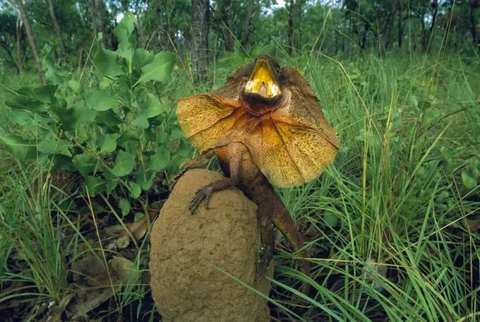 Framed Print : Frilled Lizard - Defensive display perched on termite mound - Kakadu National Park (World Heritage Area) - Northern Territory - Australia JPF51041 Framed Print : Frilled Lizard - Defensive display perched on termite mound - Kakadu National Park (World Heritage Area) - Northern Territory - Australia JPF51041