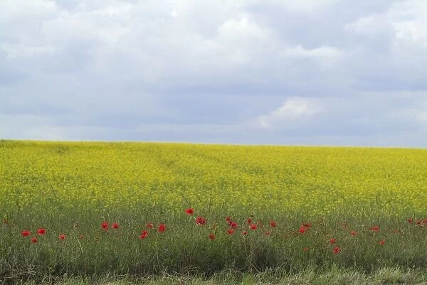 Fringe of Poppies at edge of oilseed rape field, blue cloudy sky