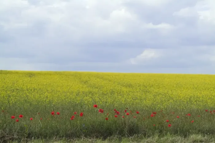 Framed Print : Fringe of Poppies at edge of oilseed rape field, blue cloudy sky Framed Print : Fringe of Poppies at edge of oilseed rape field, blue cloudy sky