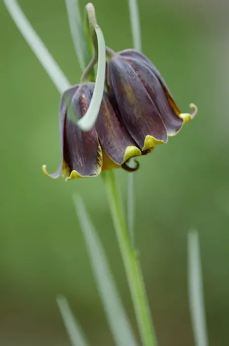 Framed Print : Fritillaria michailovskyi - likes well drained soil in full sun. Kent garden, UK. May Framed Print : Fritillaria michailovskyi - likes well drained soil in full sun. Kent garden, UK. May