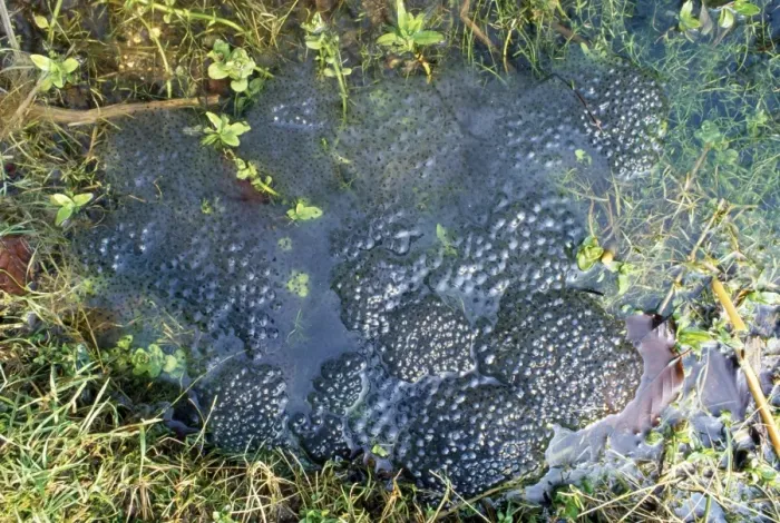 Framed Print : Frog Spawn - in garden pond - UK Framed Print : Frog Spawn - in garden pond - UK