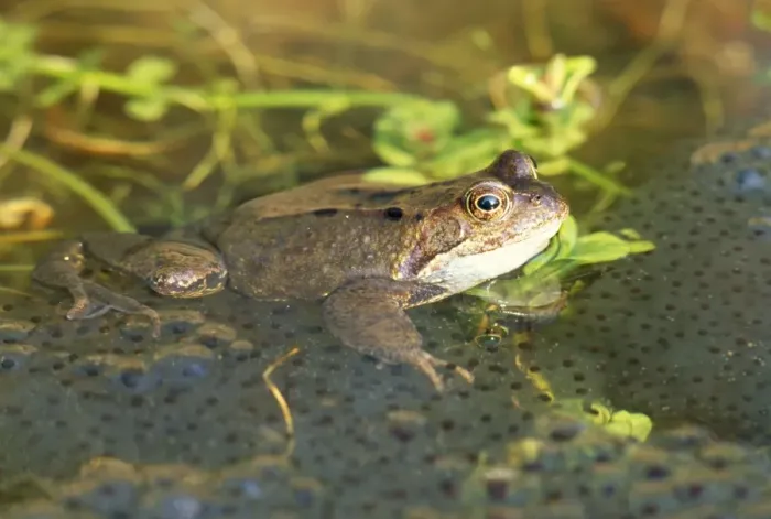Framed Print : Frog - with spawn in garden pond - UK Framed Print : Frog - with spawn in garden pond - UK