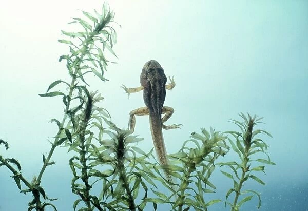 Frog - Tadpole with all legs developed