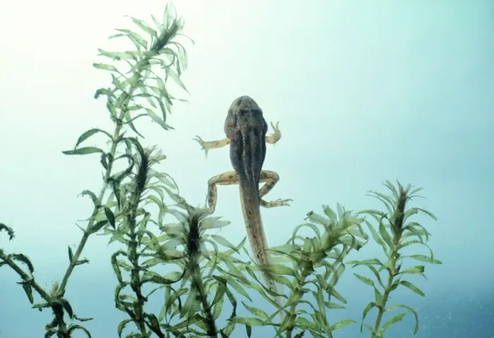 Framed Print : Frog - Tadpole with all legs developed Framed Print : Frog - Tadpole with all legs developed