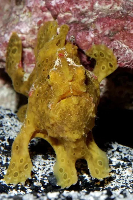 Framed Print : Frogfish / Angler Fish - Indo Pacific reefs Framed Print : Frogfish / Angler Fish - Indo Pacific reefs