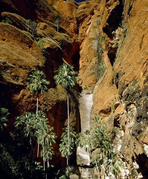 Froghole Gorge with undescribed palms & boulders of Devonian conglomerate - Purnululu National Park, Kimberley region, Western australia JPF51718
