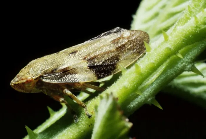 Framed Print : Froghopper AEB 1671 On Bramble Philaenus spumarius © Liz & Tony Bomford / ARDEA LONDON Framed Print : Froghopper AEB 1671 On Bramble Philaenus spumarius © Liz & Tony Bomford / ARDEA LONDON
