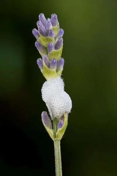 Froghopper  /  Meadow Spittlebug - with foam on Lavender flower
