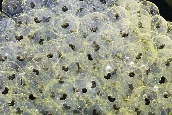 Frogspawn – 7 day old - common frog – 0. 5 x at 35mm – black background Bedfordshire UK 003572