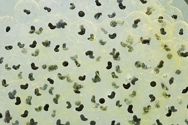 Frogspawn – 7 day old - common frog – 0. 5 x at 35mm – green background Bedfordshire UK 003575