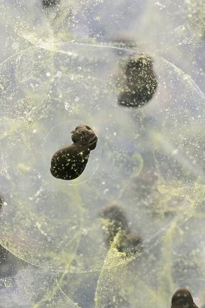 Frogspawn – 7 day old - common frog – 2 x at 35mm Bedfordshire UK 003574h