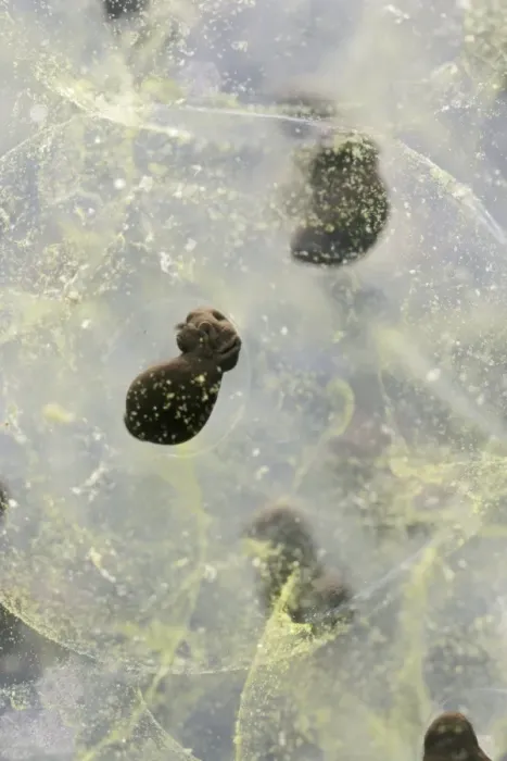 Framed Print : Frogspawn – 7 day old - common frog – 2 x at 35mm Bedfordshire UK 003574h Framed Print : Frogspawn – 7 day old - common frog – 2 x at 35mm Bedfordshire UK 003574h