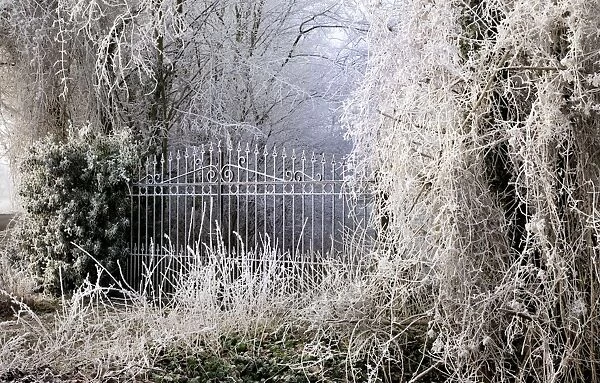 Frost covered gates and trees