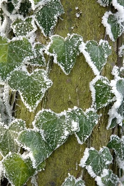 Frost covered ivy leaves