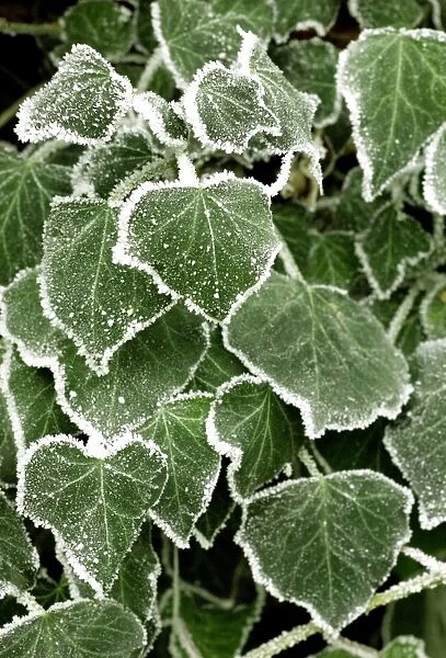 Frost covered ivy leaves