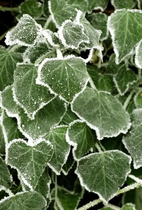 Framed Print : Frost covered ivy leaves Framed Print : Frost covered ivy leaves