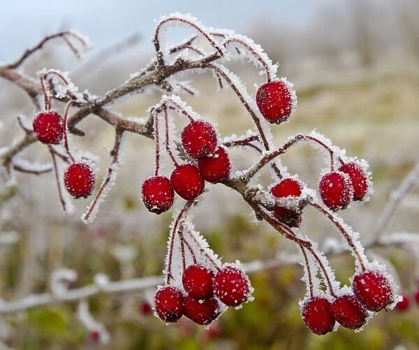 Frost covered Red Hawthorn berries - Oxon - December