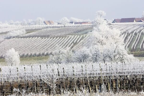 Frost - covering crops and fields. Alsace - France
