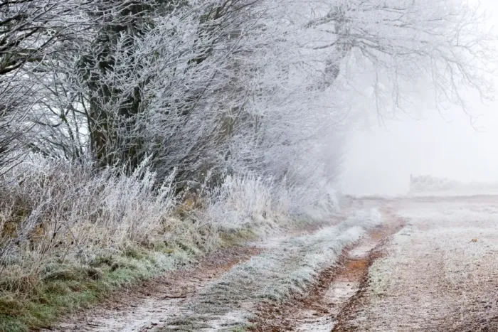 Framed Print : Frost on a Hedge - winter - UK Framed Print : Frost on a Hedge - winter - UK