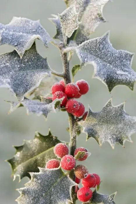 Framed Print : Frost on Holly 003056